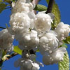 Picture of Prunus Shirofugen H/W 1.8m