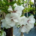 Picture of Prunus Shirotae Mt Fuji H/W 1.2m