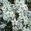 Picture of Prunus Spinosa L/W
