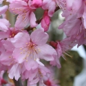 Picture of Prunus Superba L/W