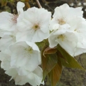 Picture of Prunus Tai Haku H/W 1.5m