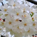 Picture of Prunus Yedoensis H/W 1.5m