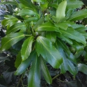 Picture of Pseudopanax Adiantifolius