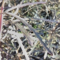 Picture of Pseudopanax Bronze Eagle
