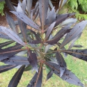 Picture of Pseudopanax Dark Star