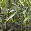 Picture of Pseudopanax Sabre