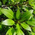 Picture of Pseudopanax Trident