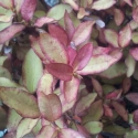 Picture of Pseudowintera Burgundy Delight