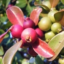 Picture of Psidium Guava Red