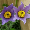 Picture of Pulsatilla Vulgaris Pagageno