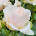 Picture of Pure and Simple-Rose
