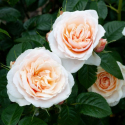 Picture of Pure & Simple Std 45 cm-Rose
