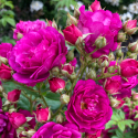 Picture of Purple Siluetta Std Weeper 1.8m-Rose