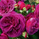 Picture of Purplelicious Std 80cm-Rose