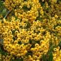 Picture of Pyracantha Shawnee