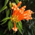 Picture of Pyrostegia Venusta