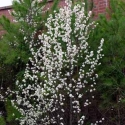 Picture of Pyrus Calleryana Bradford