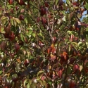 Picture of Pyrus Calleryana Kea