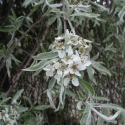 Picture of Pyrus Salicifolia Pendula H/W 1.5m