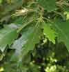 Picture of Quercus Cerris