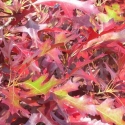 Picture of Quercus Palustris