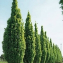 Picture of Quercus Robur Fastigiata