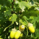 Picture of Quercus Robur