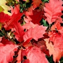 Picture of Quercus Rubra