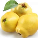 Picture of Quince Pineapple