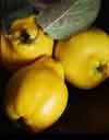 Picture of Quince Taihape