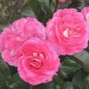 Picture of Quintessential Std 80cm-Rose