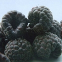 Raspberry Ebony Picture of Raspberry Ebony