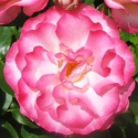 Picture of Raspberry Ice Std 80cm-Rose