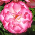 Picture of Raspberry Ice-Rose