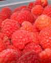 Picture of Raspberry Nootka