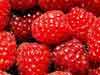 Picture of Raspberry Skeena