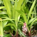 Picture of Reineckia Carnea