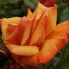 Picture of Remember Me-Rose