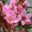 Picture of Rhaphiolepis Apple Blossom