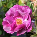 Picture of Rhapsody in Blue-Rose