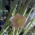 Picture of Rhipsalis Cactus