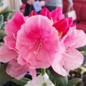 Picture of Rhododendron Allens Surprise