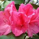 Picture of Rhododendron Anna Rose Whitney