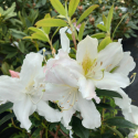 Picture of Rhododendron Anne Teece