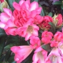 Picture of Rhododendron Apple Brandy