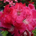 Picture of Rhododendron Arnold Piper