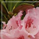 Picture of Rhododendron Barmsted
