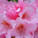 Picture of Rhododendron Bashful