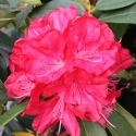 Picture of Rhododendron Bibiani