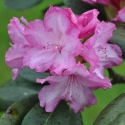 Picture of Rhododendron Bluerettia